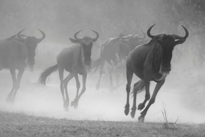 the-great-migration-guide-2026.jpg