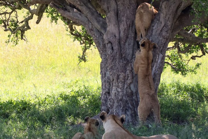 tree climbing lion